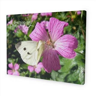 personalised message canvas nature wildlife butterfly